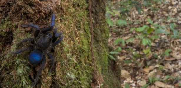 Aranha que está sendo chamada de "tarântula azul metálico" foi avistada por fotógrafo perto do rio Potaro, na Guiana - Andrew Snyder/Global Wildlife