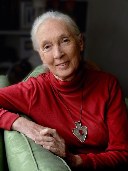 A antropóloga britânica Jane Goodall revelou em seus únicos dois casamentos foram marcados pela presença de homens muito ciumentos - Stuart Clarke/NYT