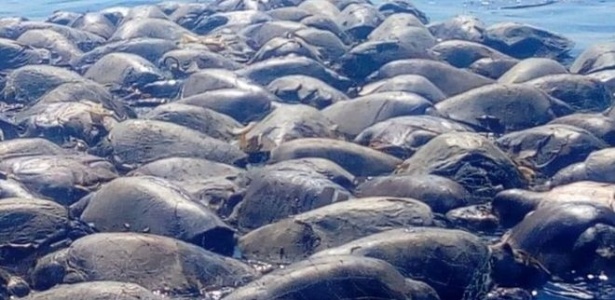 Depois de se enroscarem em rede de pesca ilegal, centenas de tartarugas com risco de extinção morrem no México  - Defesa Civil de Oaxaca