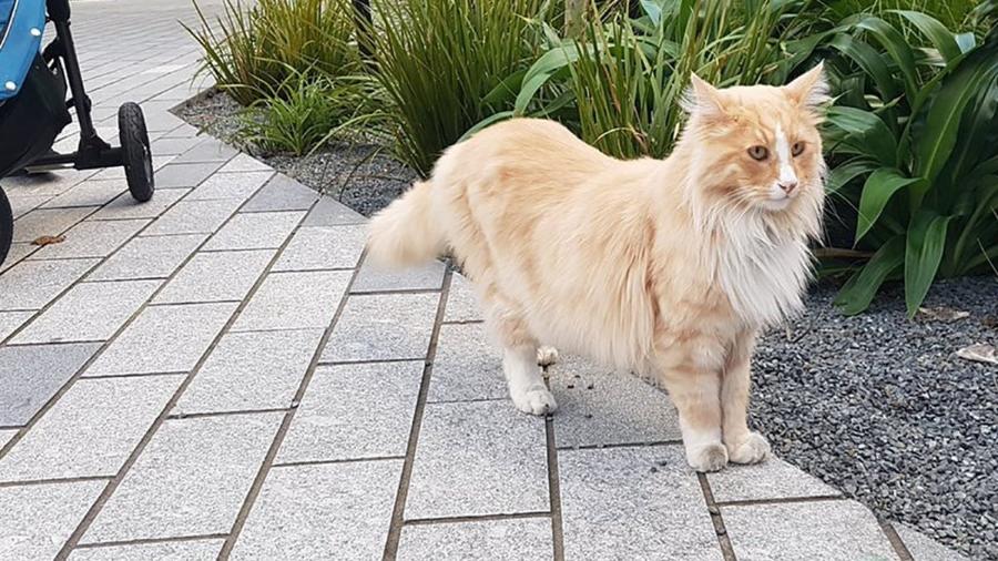 Mittens, o gato influencer da Nova Zelândia - Reprodução/Twitter