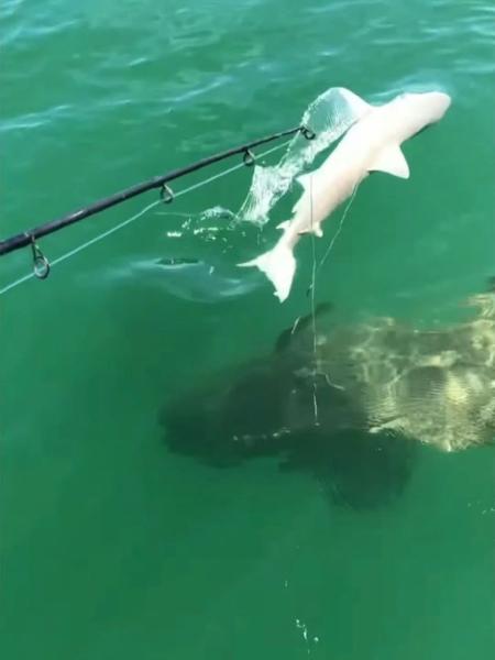 Pescadores retiravam tubarão da água quando ele foi engolido por peixe maior - Reprodução/ PEN News