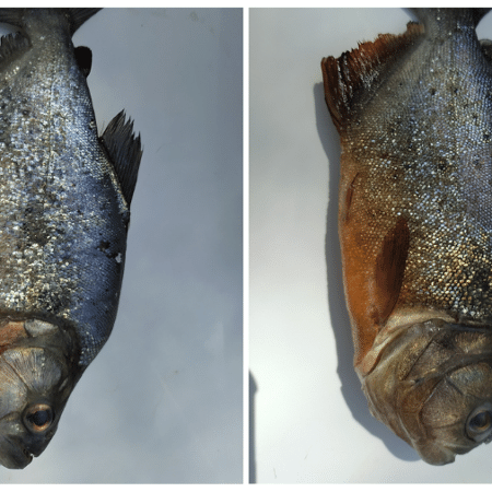 As sutis diferenças entre a pirambeba ou falsa piranha (à esquerda), e piranha-vermelha (à direita)