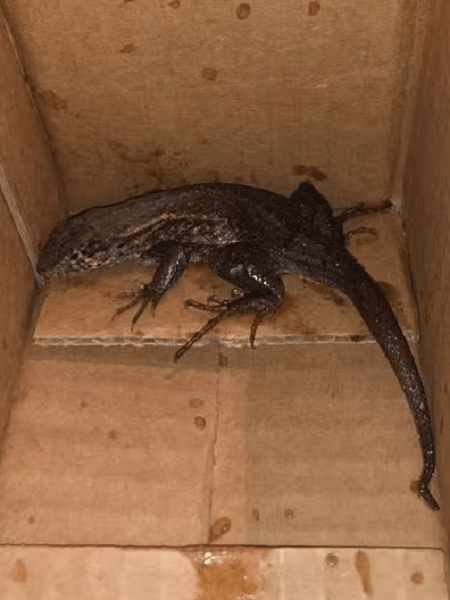 Colombiana encontra lagarto em caixa da Amazon após receber pedido