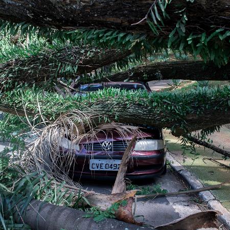 10.dez.25 - Ventaria forte derruba uma arvore no bairro de Vila Mariana, nesta quarta-feira (10), em São Paulo 10.dez.25 - Ventaria forte derruba uma arvore no bairro de Vila Mariana, nesta quarta-feira (10), em São Paulo