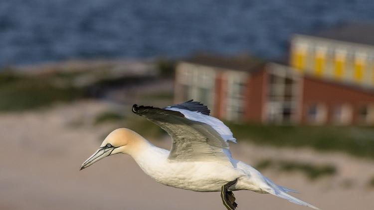 Atobá-do-norte em voo na ilha de Helgoland, na Alemanha