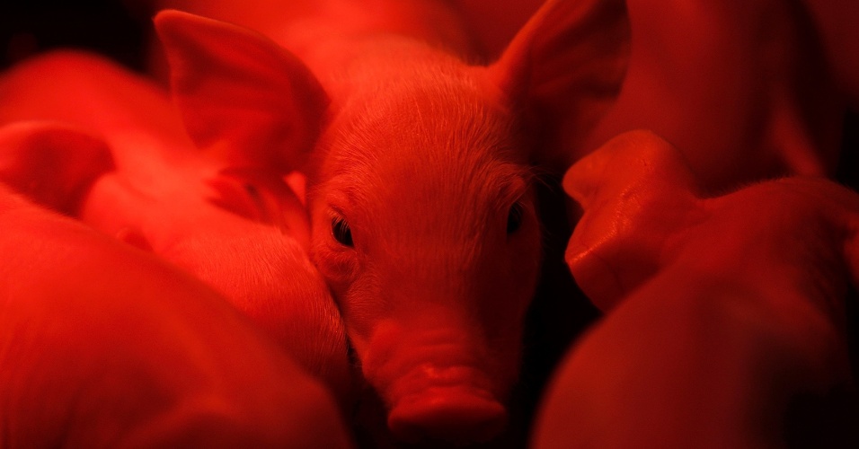 19.ago.2015 - Leitão recém-nascido é colocado sob uma lâmpada de aquecimento na fazenda de porcos Laurent Ulrich em Kleinfrankenheim, perto de Estrasburgo, na França
