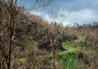 Mais uma vítima do furacão Maria: a floresta tropical de Porto Rico  (Foto: Dennis M. Rivera Pichardo/The New York Times)