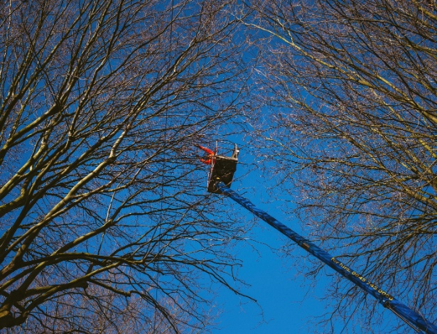 Funcionário da Amey corta galhos de árvores em Sheffield, na Inglaterra - Jos Sarmento Matos/The New York Times