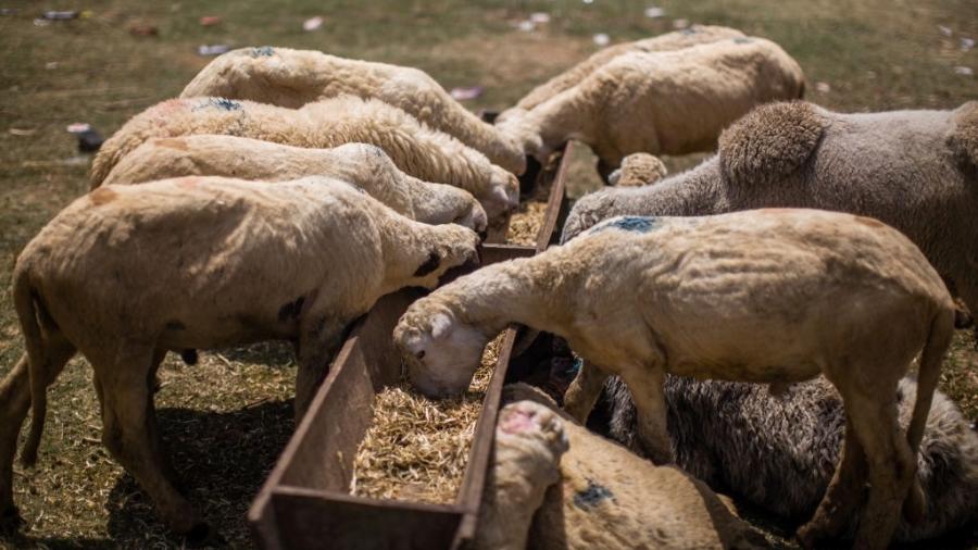 Ovelhas devolvidas pela Arábia Saudita ao Sudão morreram na viagem de volta - Yawar Nazir/Getty Images