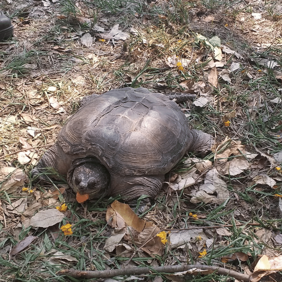 SP: Tartaruga com mordida mais forte que leão é encontrada pela 2ª vez