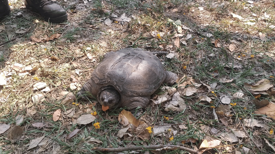 Homem que entregou tartaruga-mordedora afirmou que recebeu animal de presente há uma década - Divulgação/Polícia Militar Ambiental de SP