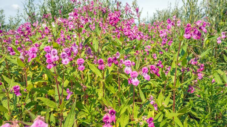 O bálsamo do Himalaia está se sobrepondo às plantas nativas