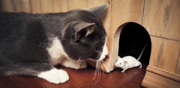 Além de destreza e garras afiadas, gatos usam uma "arma química" para subjugar ratos - Thinkstock