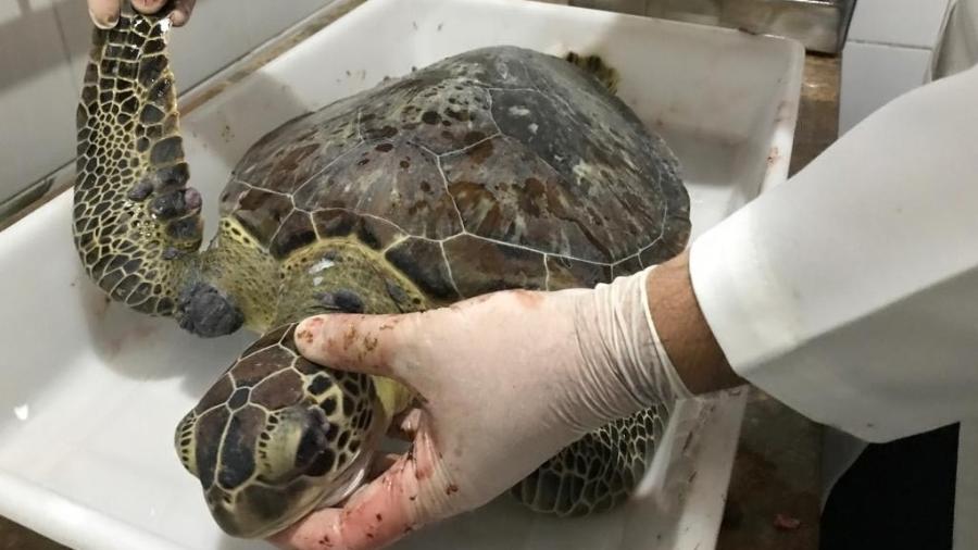 Cresce número de tartarugas mortas por conta do óleo espalhado pelo mar do Nordeste - Instituto Tartarugas do Delta (PI) 