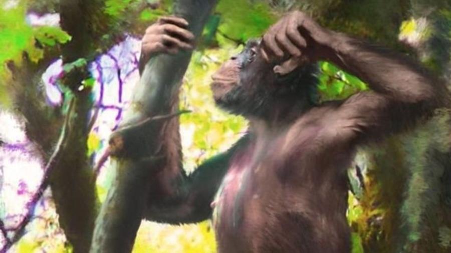 9.nov.2019 - Danuvius guggenmosi tinha braços similares ao de um bonobo, mas pernas como de hominídeos - Velizar Simeonovski/BBC