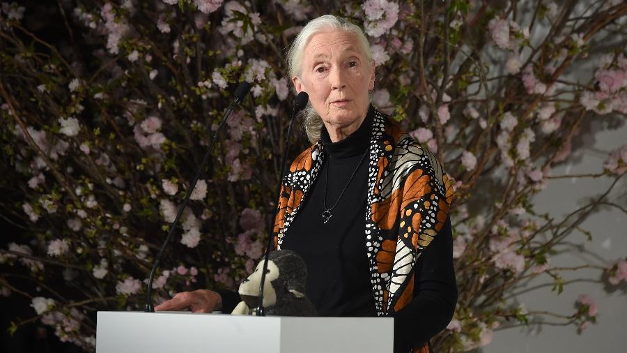 Na entrevista, Jane Goodall relacionou a pobreza e pandemia do novo coronavírus ao desmatamento - Jamie McCarthy/Getty Images