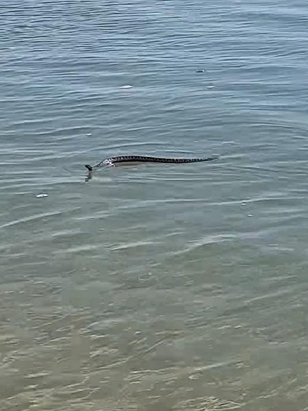 Cobra nadando em praia no País de Gales - Reprodução/Facebook/John Meirion Griffith