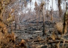 3 em 4 espécies ameaçadas têm habitats afetados por incêndios na Amazônia - Reuters