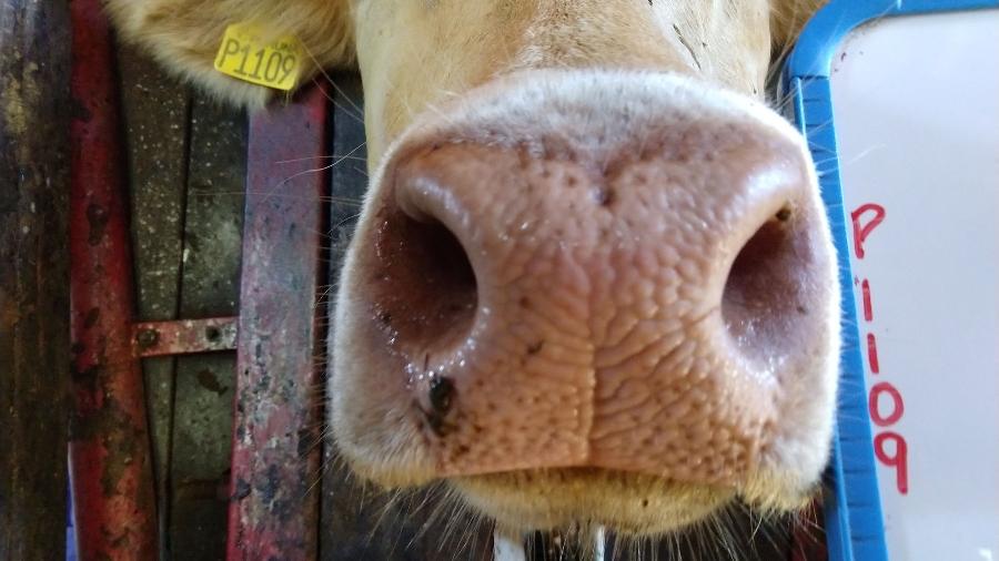 Biometria do espelho nasal (focinho) pode substituir marca a fogo e uso de brinco em bovinos - AEN-PR/Divulgação