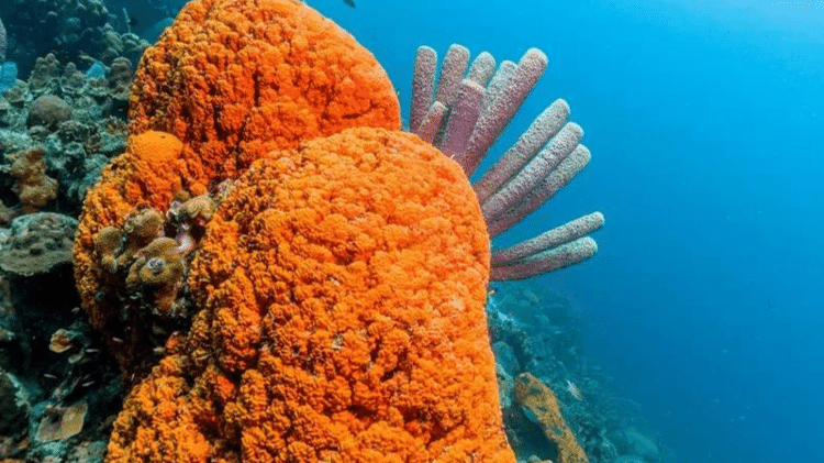 brain sponges - GETTY IMAGES - GETTY IMAGES