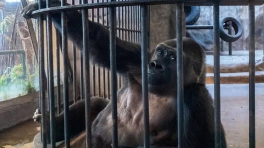 Bua Noi é mantida em cativeiro no Pata Zoo, localizado em um shopping em Bangcoc - Reprodução/Twitter