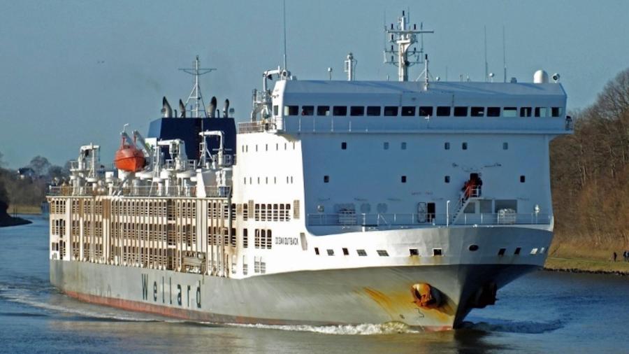 O destino dos animais a bordo do cargueiro está sendo decidido pelas autoridades australianas