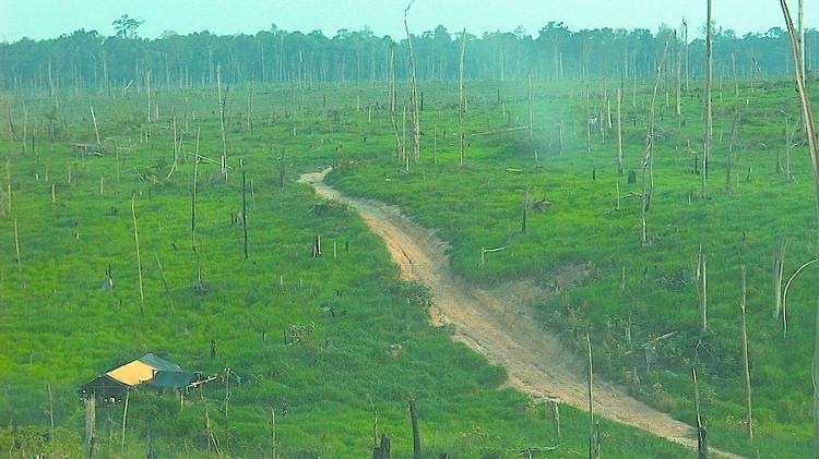 Fazenda de gado no Sul do Pará onde governo resgatou escravizados que atuavam no desmatamento Fazenda de gado no Sul do Pará onde governo resgatou escravizados que atuavam no desmatamento
