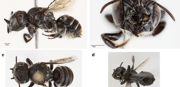 'Chifres de diabo': cientistas australianos descobrem uma abelha 'lúcifer'
