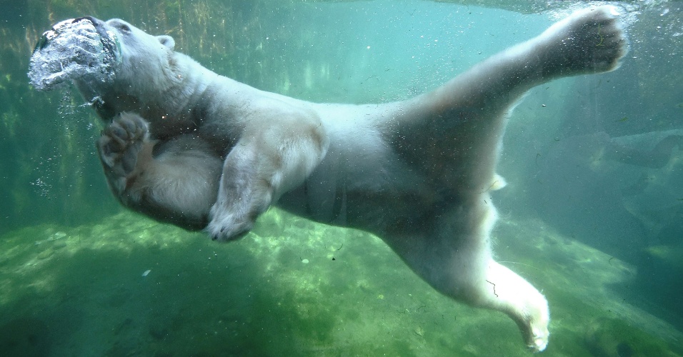 2.jul.2015 - Urso polar se diverte em tanque de água do zoológico de Hanover, na Alemanha