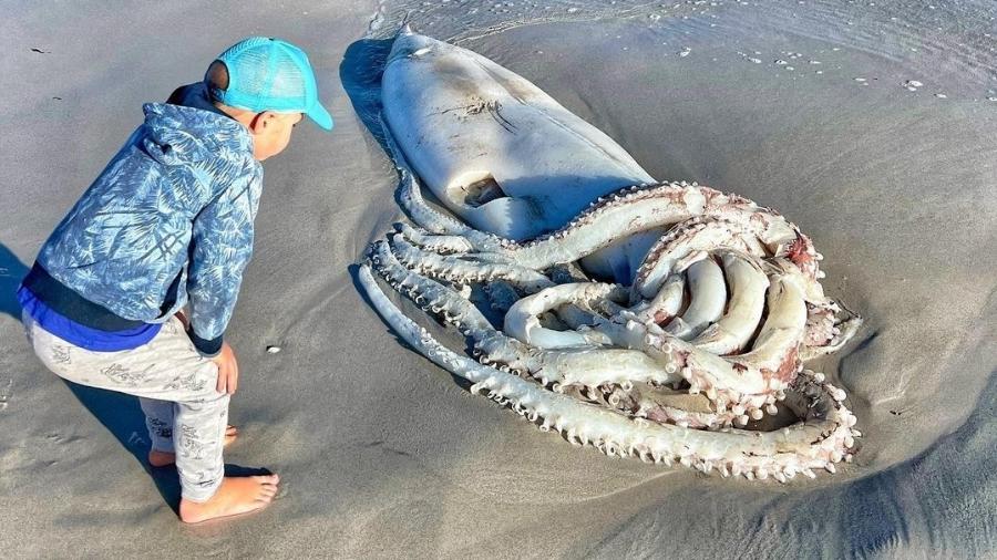 A lula-gigante encontrada por Ali Paulus media mais de 2 metros da cabeça à ponta dos tentáculos - Reprodução/Instagram/@alipaulus
