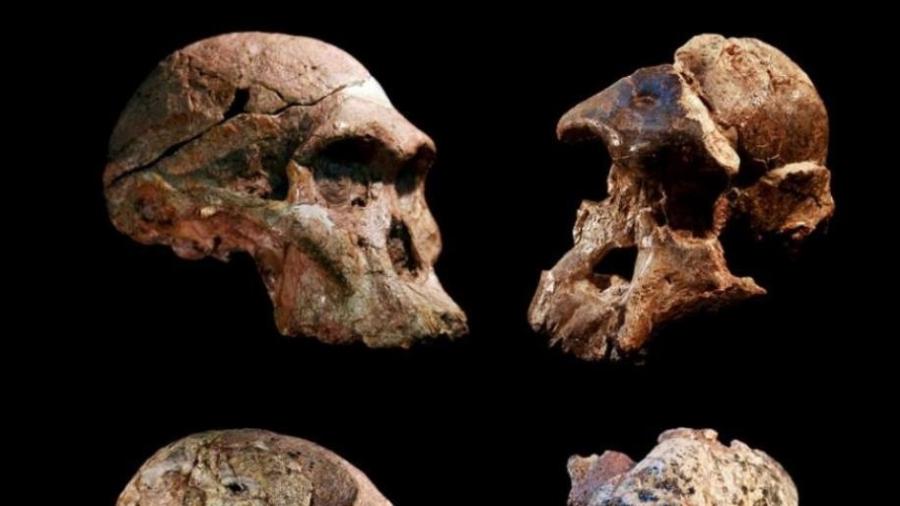 Fósseis humanos descobertos há quase 100 anos antecipam em um milhão de anos a presença de ancestrais do homem na África do Sul - Divulgação/Jason Heaton e Ronald Clarke/Museu de História Natural Ditsong