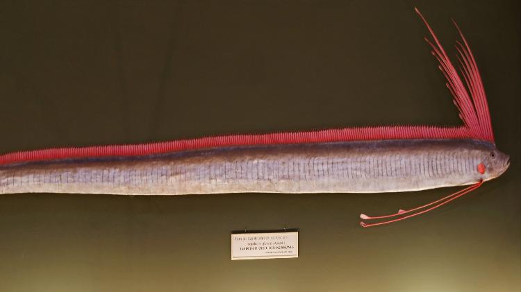 Con el nombre científico Regalecus glesne, el pez remo puede crecer hasta 11 metros de longitud.