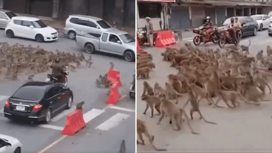 Macacos brigam e param o trânsito na Tailândia
