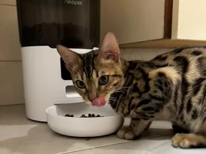 Hora de comer! Comedouro 'chama' pet com voz do tutor e põe ração na medida