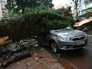 Árvores caídas afetam 12 linhas de ônibus em São Paulo; confira desvios