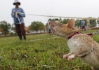 Camboja usa ratos para encontrar minas terrestres explosivas - Samrang Pring/Reuters