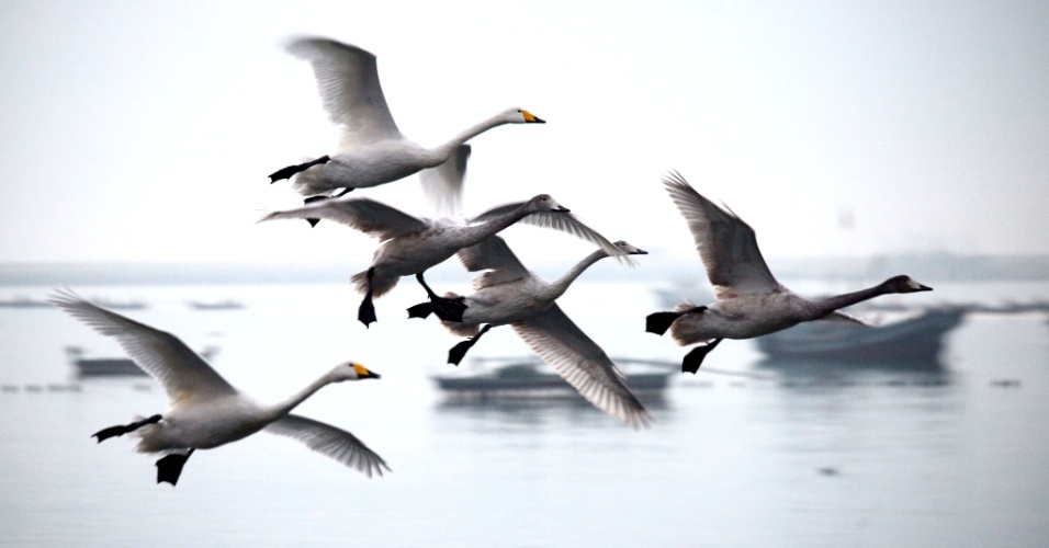 5.nov.2015 - Cisnes voam na reserva natural Rongcheng, na China
