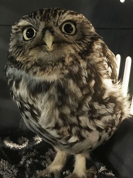 A coruja resgatada por estar gorda demais no Reino Unido - Reprodução/Suffolk Owl 
