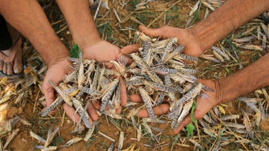 Moradores do Rajistão seguram gafanhotos mortos com pesticida - NurPhoto/NurPhoto via Getty Images