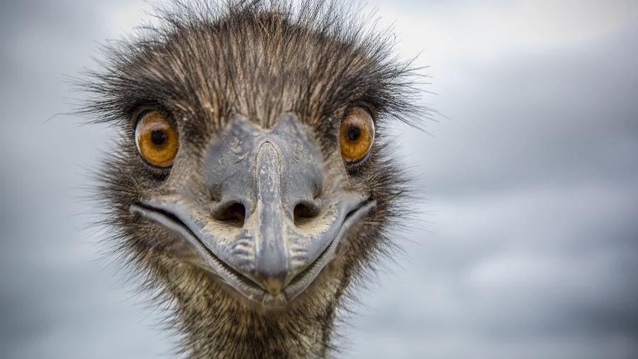 Parente da ema e do avestruz, o emu é a maior ave da Austrália - Getty Images