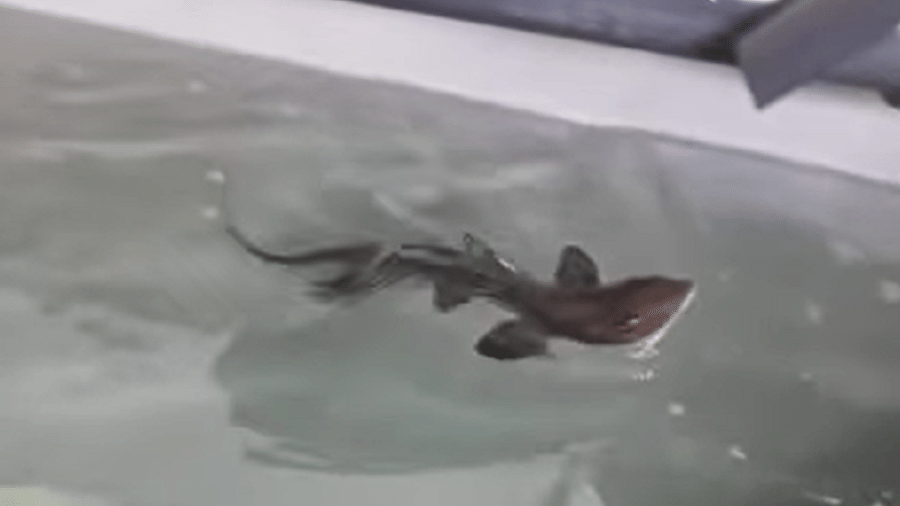 Ispera, a filhote, nadando em um tanque só para ela no aquário - Reprodução/Instagram/@acquariocalagonone