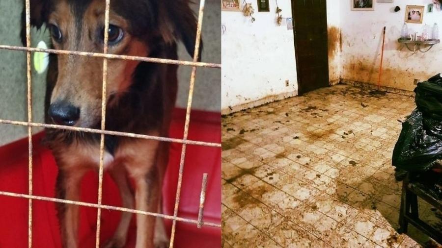 O homem foi preso por maus-tratos contra animais após a Polícia Civil localizar 16 cães vivendo em meio a fezes e lixo em uma residência em Peruíbe, no litoral de São Paulo. - Divulgação/Polícia Civil de SP