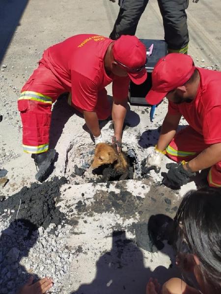 Cachorro é resgatado no Rio Grande do Sul - Reprodução/Facebook