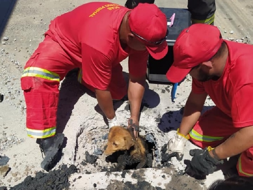 Bombeiros quebraram bueiro para resgatar cachorro