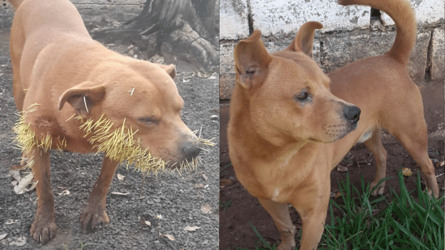 Antes e depois de Thor, de 3 anos: Dois ouriços foram mortos no "embate" com cachorro  - Arquivo Pessoal