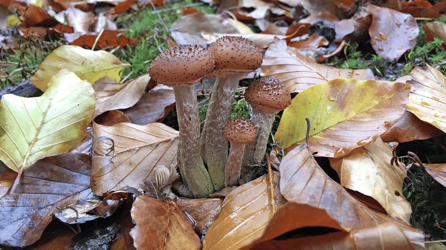 Os fungos do gênero Armillaria também são conhecidos como cogumelo-do-mel