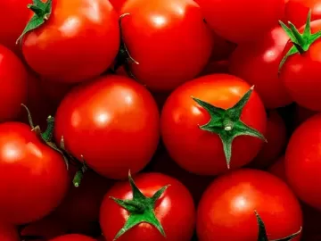 Tomates de antigamente eram mais gostosos, e a culpa é dos híbridos