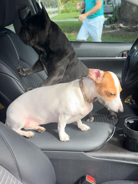 Alessandra viaja com seus dois cachorros dentro do carro para fugir do furacão Milton