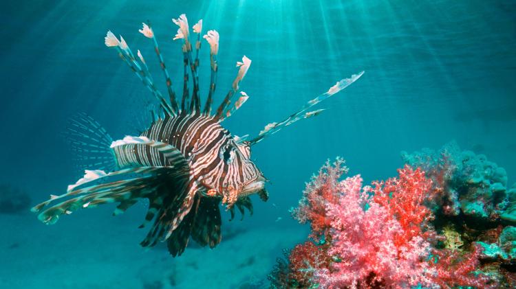 Peixe-leão está levando risco aos mares da Itália