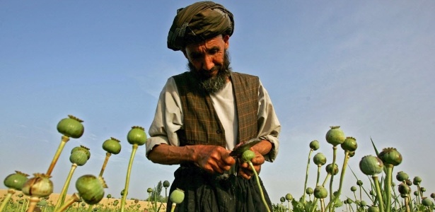 Agricultor afegão coleta flores da papoula, de onde é extraído o ópio, um poderoso analgésico que é a base da morfina e heroína. A foto foi tirada em uma vila a 500 km de Cabul, capital do Afeganistão  - REUTERS/Ahmad Masood